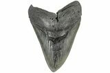 5.54" Fossil Megalodon Tooth - South Carolina - #203061-1